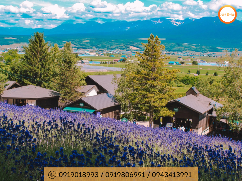 Vẻ đẹp lãng mạn của hoa oải hương - Nhật Bản - Du lịch 360Go